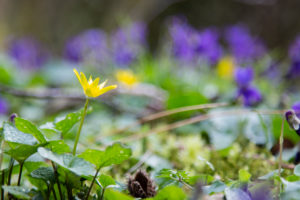 Forest floor, fig root, Ficaria verna, Forest floor, fig root, Ficaria verna,
